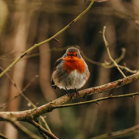 Rossmore House Alloggio in famiglia *