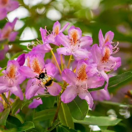 Rossmore House Monaghan