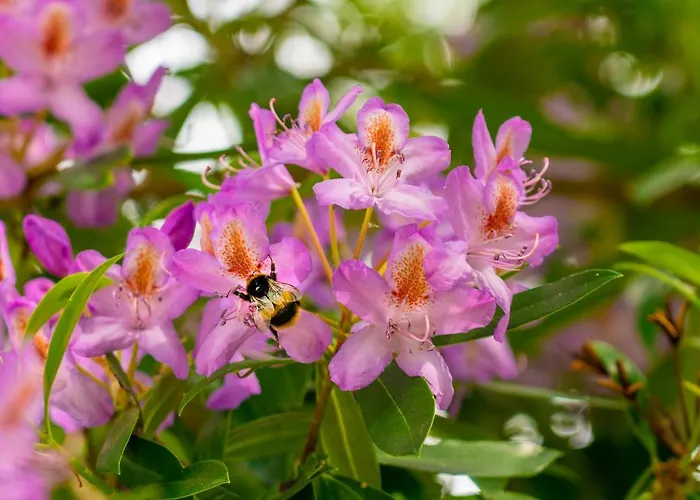 Rossmore House 莫纳汉