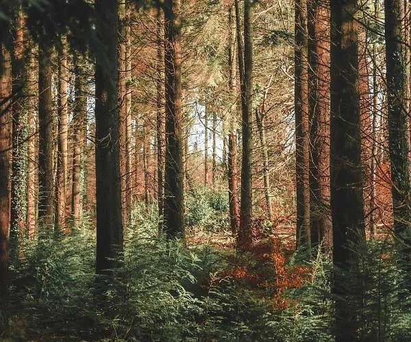 民宿 Rossmore House 莫纳汉